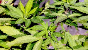 la cannabis per curare il disturbo post traumatico