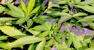 la cannabis per curare il disturbo post traumatico