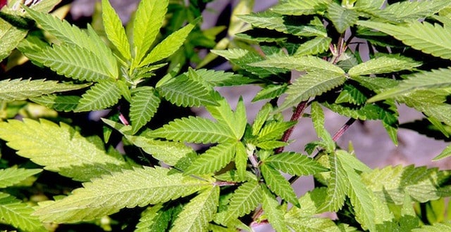 la cannabis per curare il disturbo post traumatico