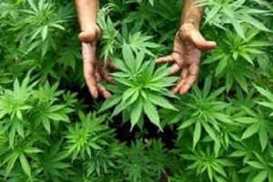 curiosità sulla cannabis medica