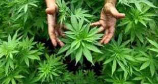 curiosità sulla cannabis medica
