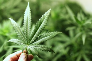 Cannabis contro la dipendenza droghe pesanti