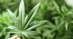 Cannabis contro la dipendenza droghe pesanti