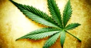 perchè scegliere un Cannabis Social Club