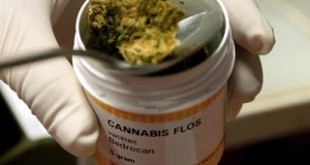 cannabis-terapeutica-italia