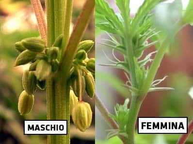 Le differenze tra semi femminizzati, autofiorenti e regolari - Cannabis  Social Club Italia